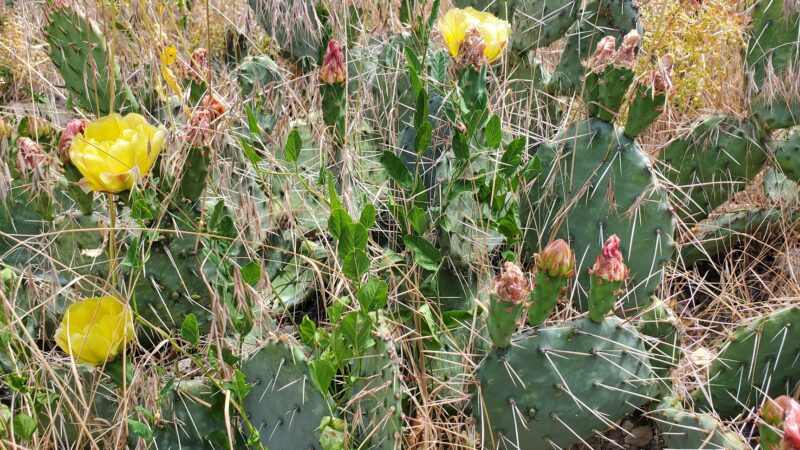Kannah Creek Trailhead - Grand Junction, CO