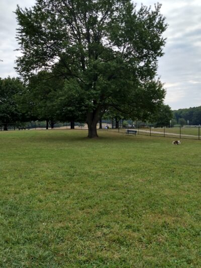 Cascade Dog Park - Grand Rapids, MI