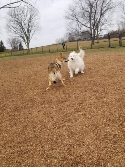 Cascade Dog Park - Grand Rapids, MI