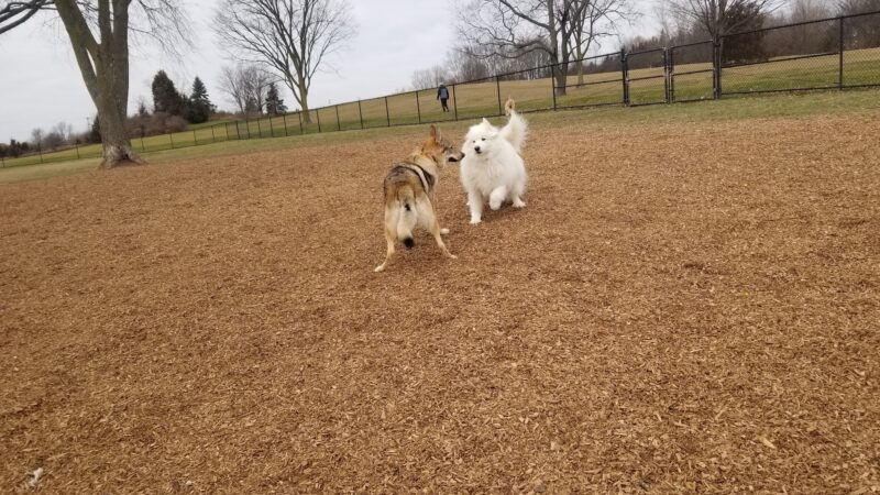 Cascade Dog Park - Grand Rapids, MI