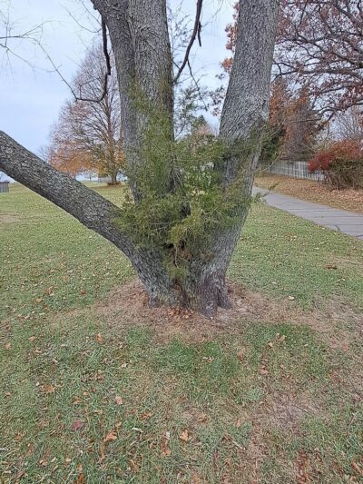 Cascade Dog Park - Grand Rapids, MI