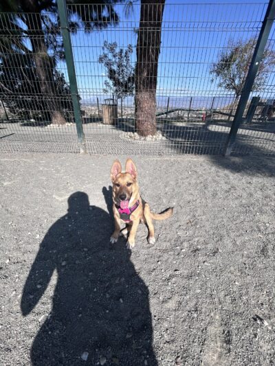 Grand Terrace Dog Park - Grand Terrace, CA