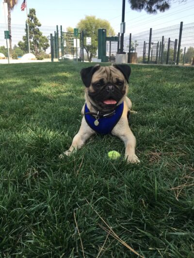 Grand Terrace Dog Park - Grand Terrace, CA