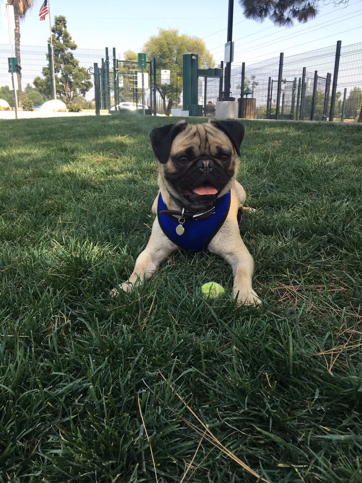 Grand Terrace Dog Park - Grand Terrace, CA