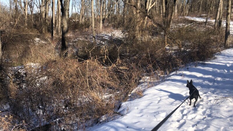 East Hanover Township Nature Park - Grantville, PA