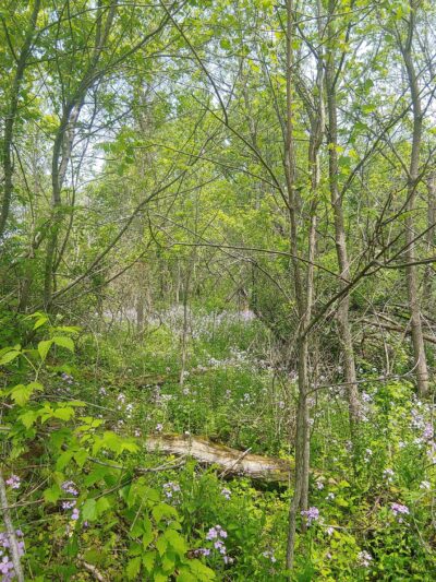 Granville Little League Park - Granville, NY