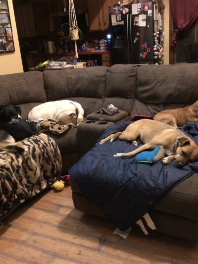 Happy Paws Playground - Granville, NY