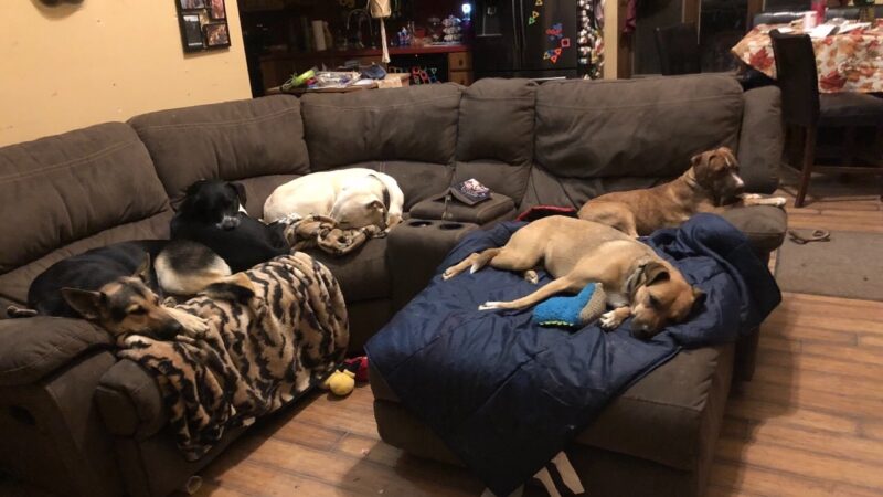 Happy Paws Playground - Granville, NY