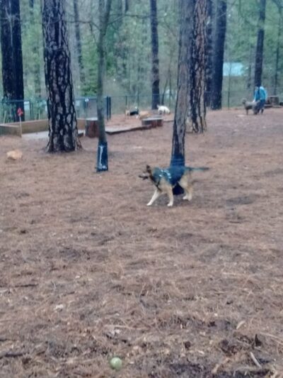 Dogs Run Free - Grass Valley, CA