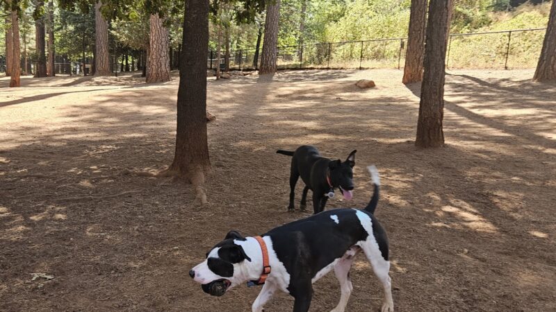 Dogs Run Free - Grass Valley, CA