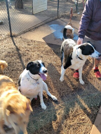 Dogs Run Free - Grass Valley, CA