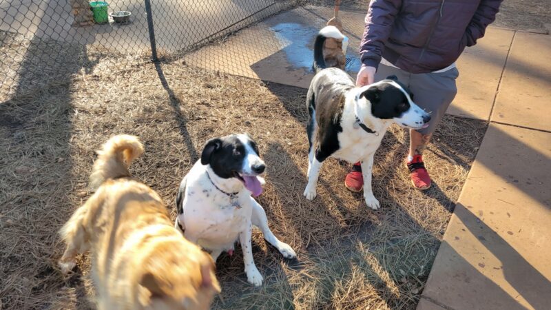 Dogs Run Free - Grass Valley, CA