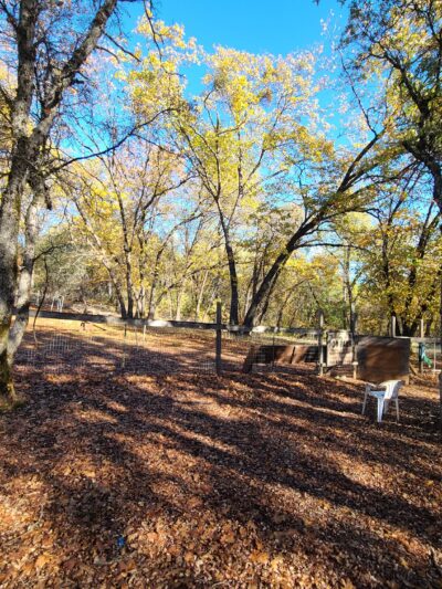 Dogs Run Free - Grass Valley, CA