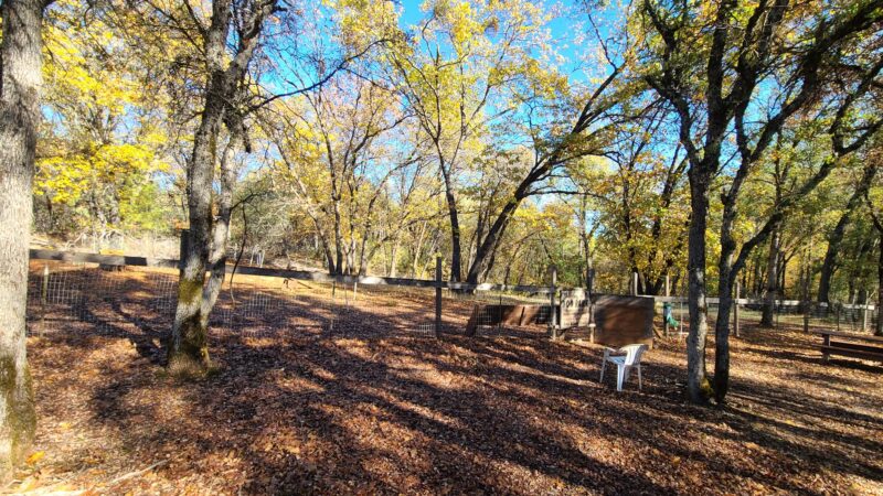 Dogs Run Free - Grass Valley, CA