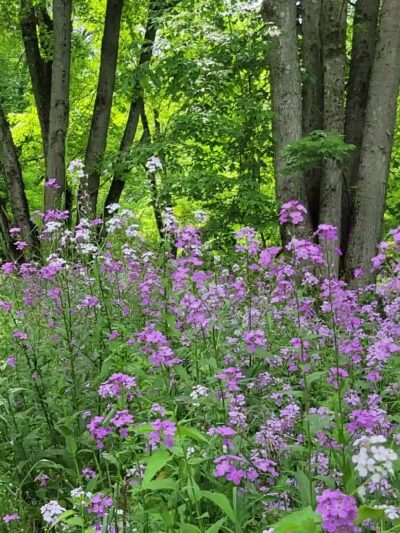 Housatonic Flats Reserve - Great Barrington, MA