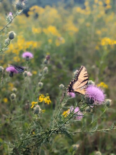 Mile 2.5 and Cross County Trail Access Point - Great Falls, VA