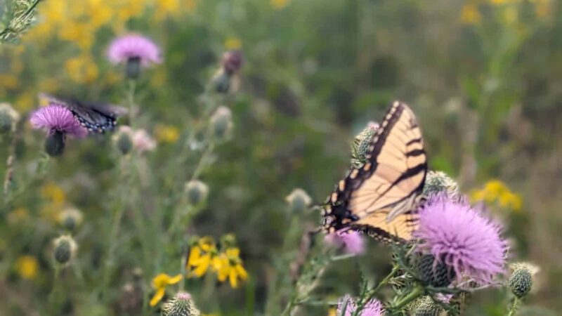 Mile 2.5 and Cross County Trail Access Point - Great Falls, VA