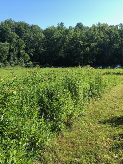 Mile 2.5 and Cross County Trail Access Point - Great Falls, VA