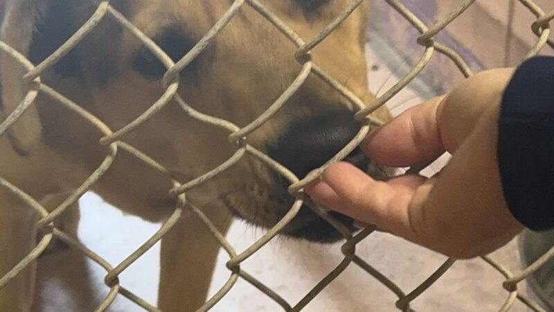 Clay County Animal Services - Green Cove Springs, FL