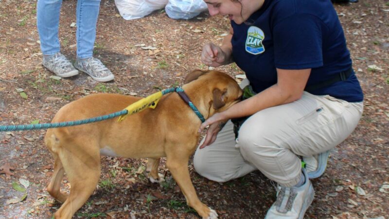 Clay County Animal Services - Green Cove Springs, FL