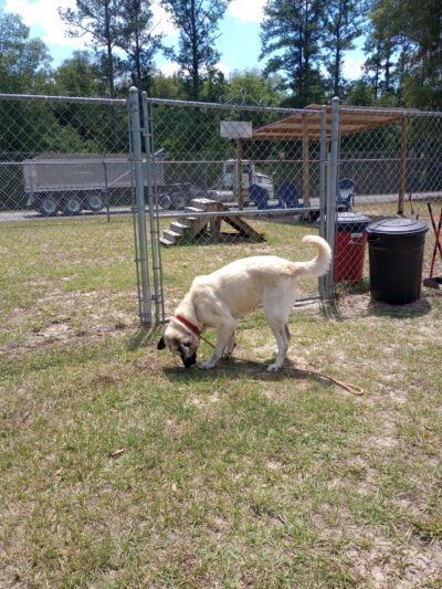Clay County Animal Services - Green Cove Springs, FL
