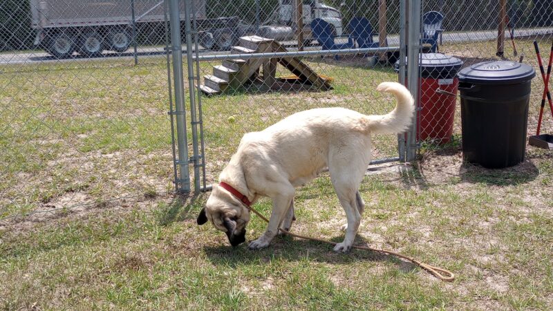 Clay County Animal Services - Green Cove Springs, FL