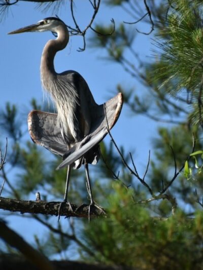 Magnolia Park - Green Cove Springs, FL