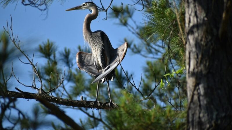 Magnolia Park - Green Cove Springs, FL
