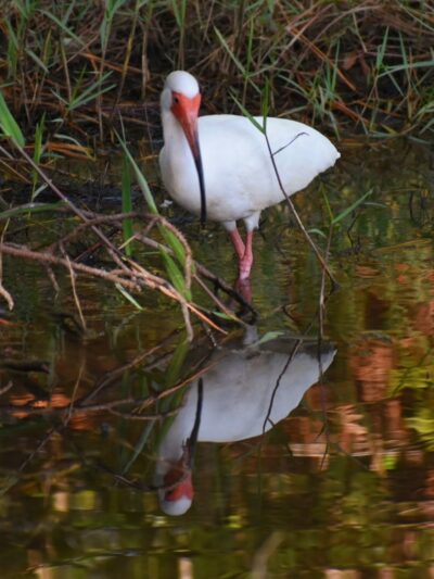 Magnolia Park - Green Cove Springs, FL