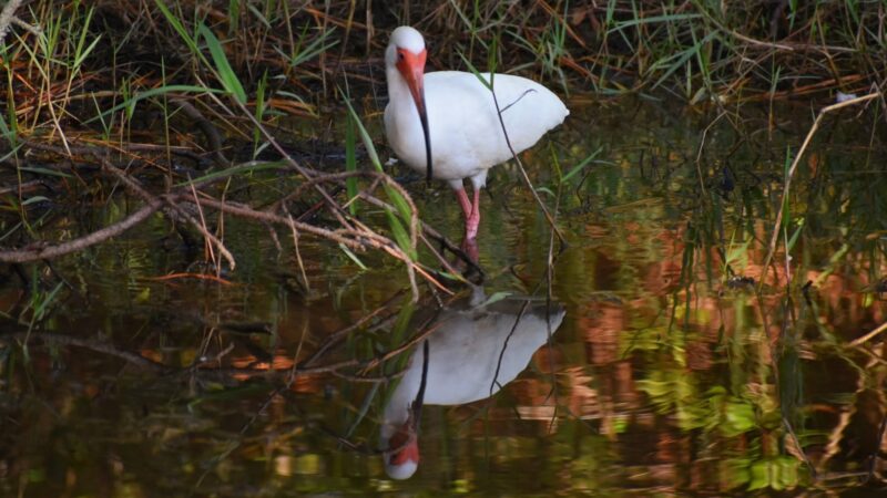Magnolia Park - Green Cove Springs, FL