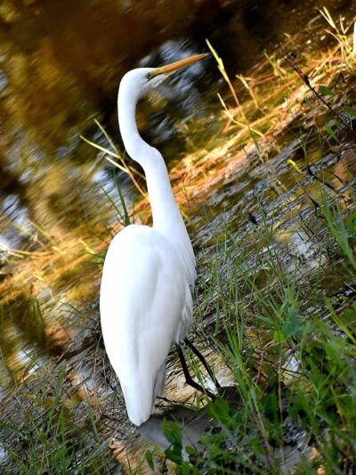 Magnolia Park - Green Cove Springs, FL