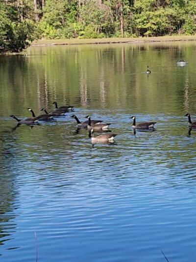 Ronnie Van Zant Memorial Park - Green Cove Springs, FL