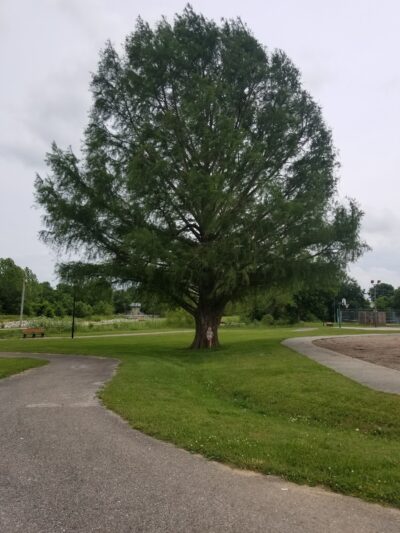 Green Forest City Park - Green Forest, AR