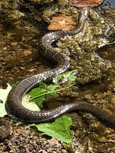 Unami Creek Park - Green Lane, PA