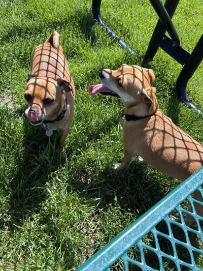 Dog Park at Love's Travel Stops - Green River, UT