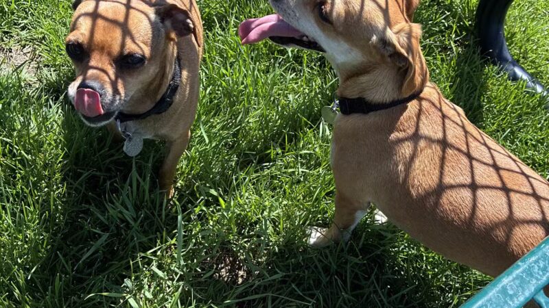 Dog Park at Love's Travel Stops - Green River, UT