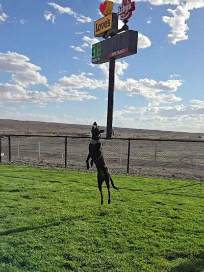 Dog Park at Love's Travel Stops - Green River, UT