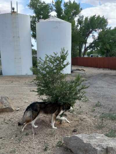 Green River Dog Park - Green River, UT