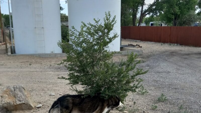 Green River Dog Park - Green River, UT