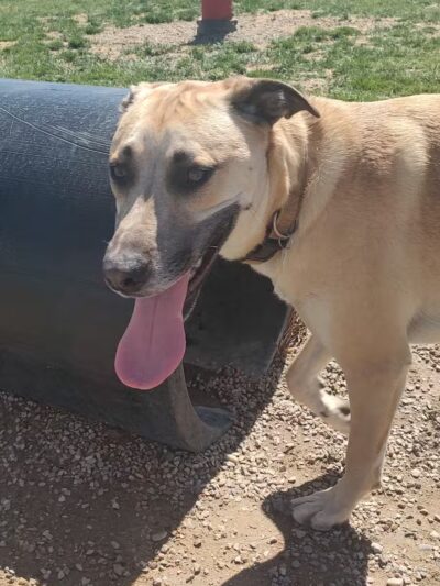 City of Green River Dog Park - Green River, WY