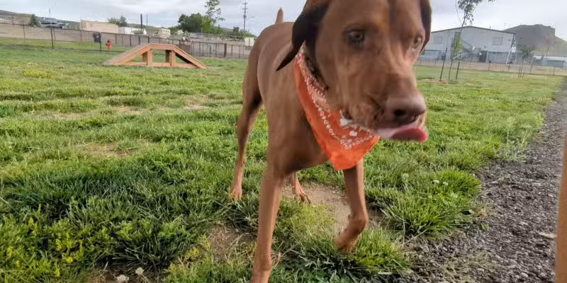 City of Green River Dog Park - Green River, WY