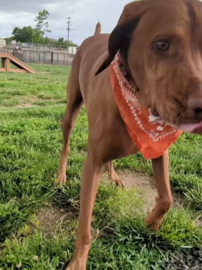 City of Green River Dog Park - Green River, WY