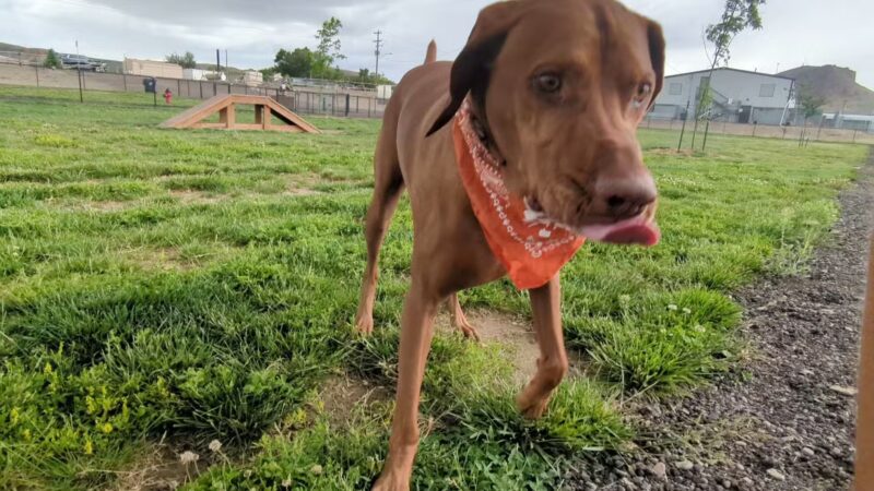 City of Green River Dog Park - Green River, WY