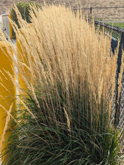 Dog Park at Love's Travel Stops - Green River, WY
