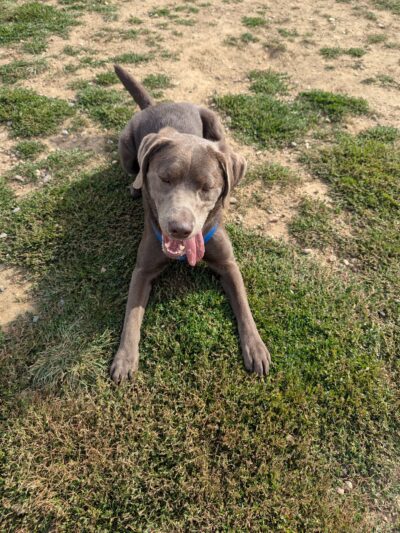 Dog Park at Love's Travel Stops - Green River, WY