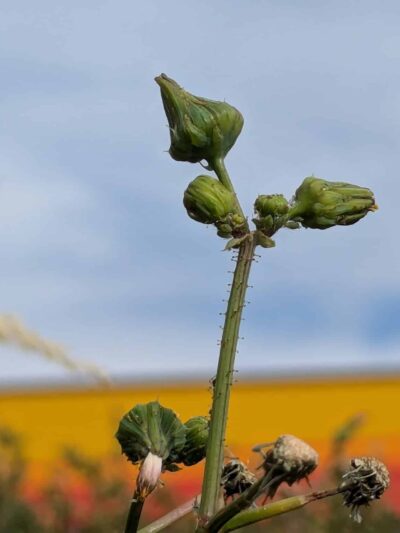 Dog Park at Love's Travel Stops - Green River, WY