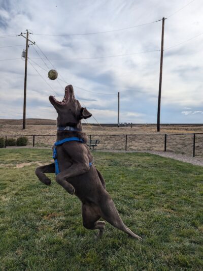 Dog Park at Love's Travel Stops - Green River, WY