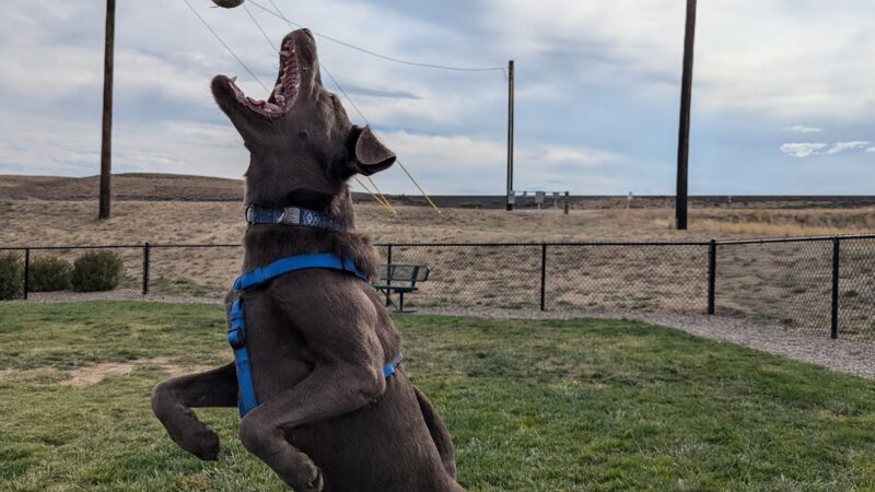 Dog Park at Love's Travel Stops - Green River, WY
