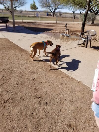 Quail Creek Dog Park - Green Valley, AZ
