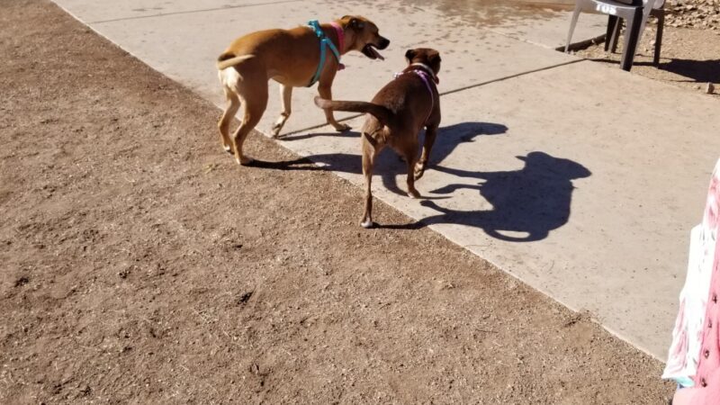 Quail Creek Dog Park - Green Valley, AZ